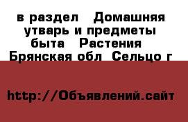  в раздел : Домашняя утварь и предметы быта » Растения . Брянская обл.,Сельцо г.